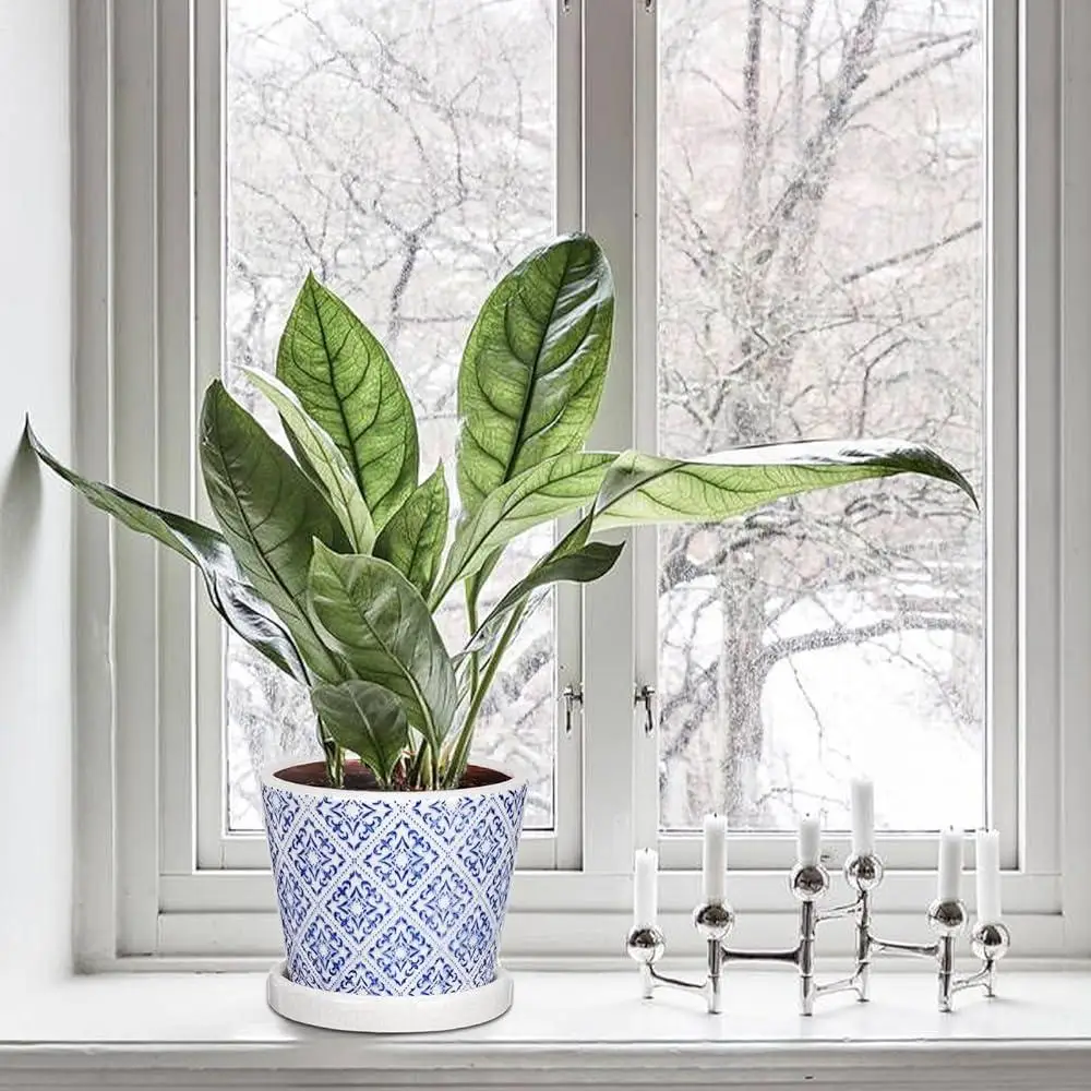 Pflanze im dekorativen Topf auf Fensterbank im Winter